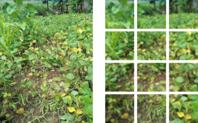 Pre-processing of crop images